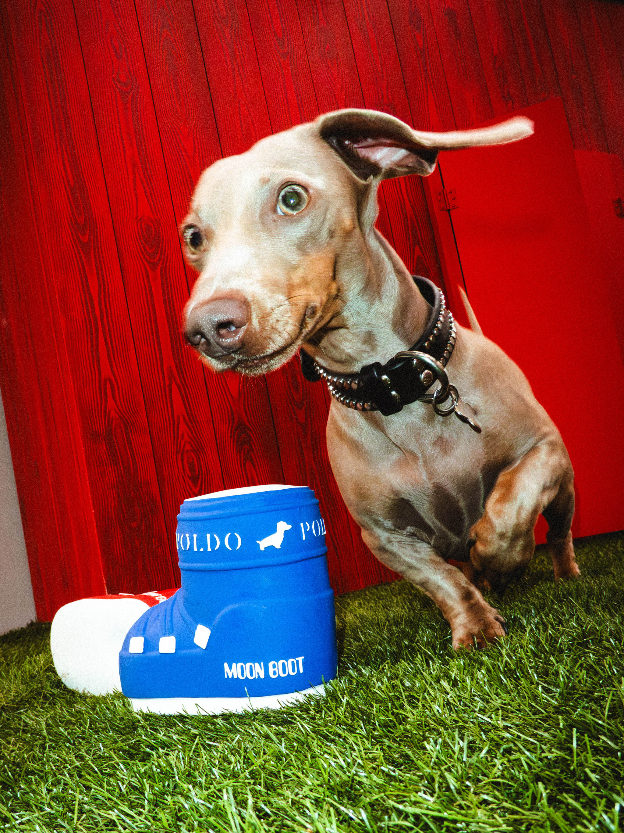 MOON BOOT X POLDO DOG COUTURE GIOCATTOLO BLU CON SQUEAK PER CANI image number 3