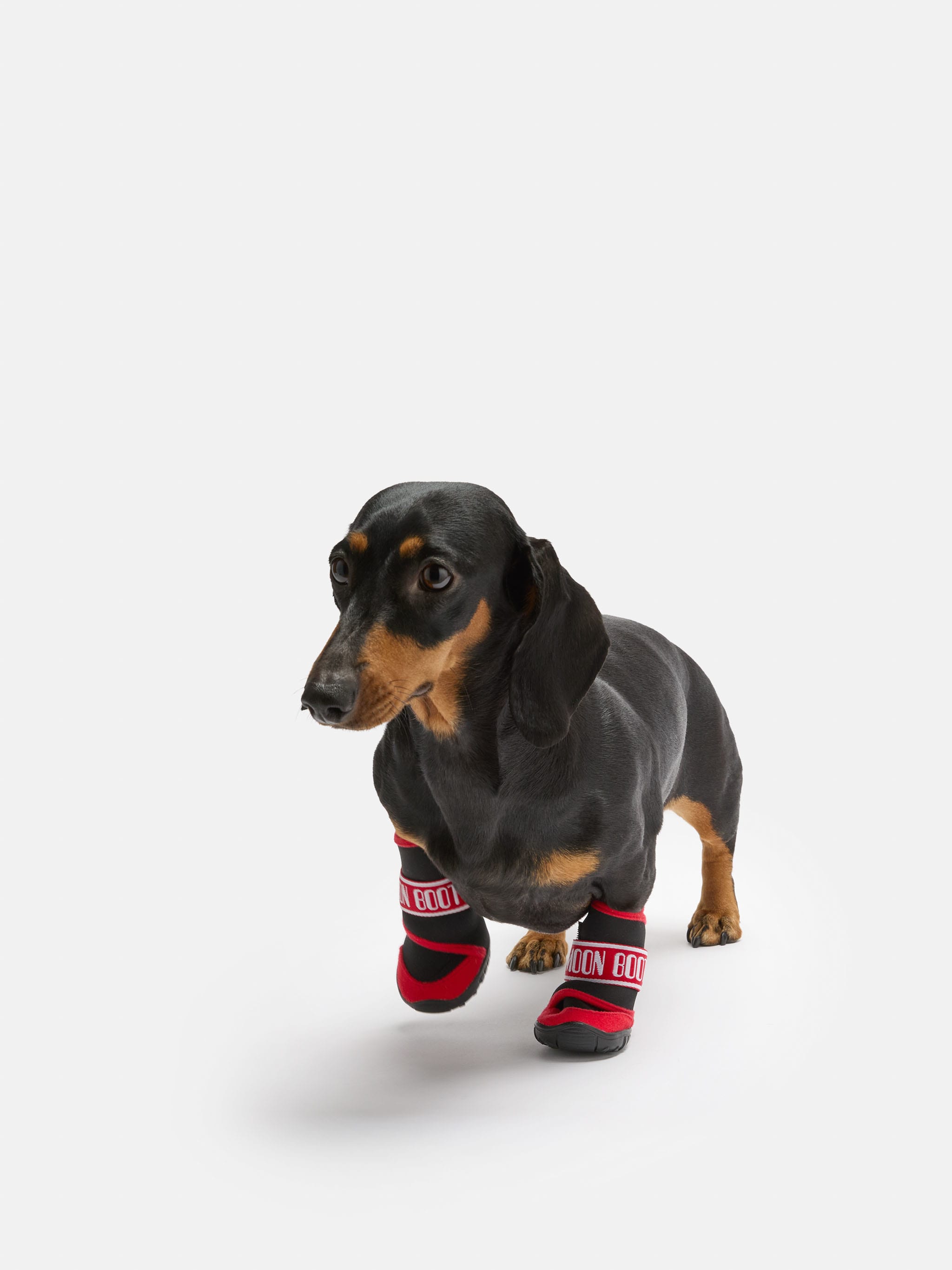 MOON BOOT X POLDO DOG COUTURE STIVALI ROSSI PER CANI image number 5