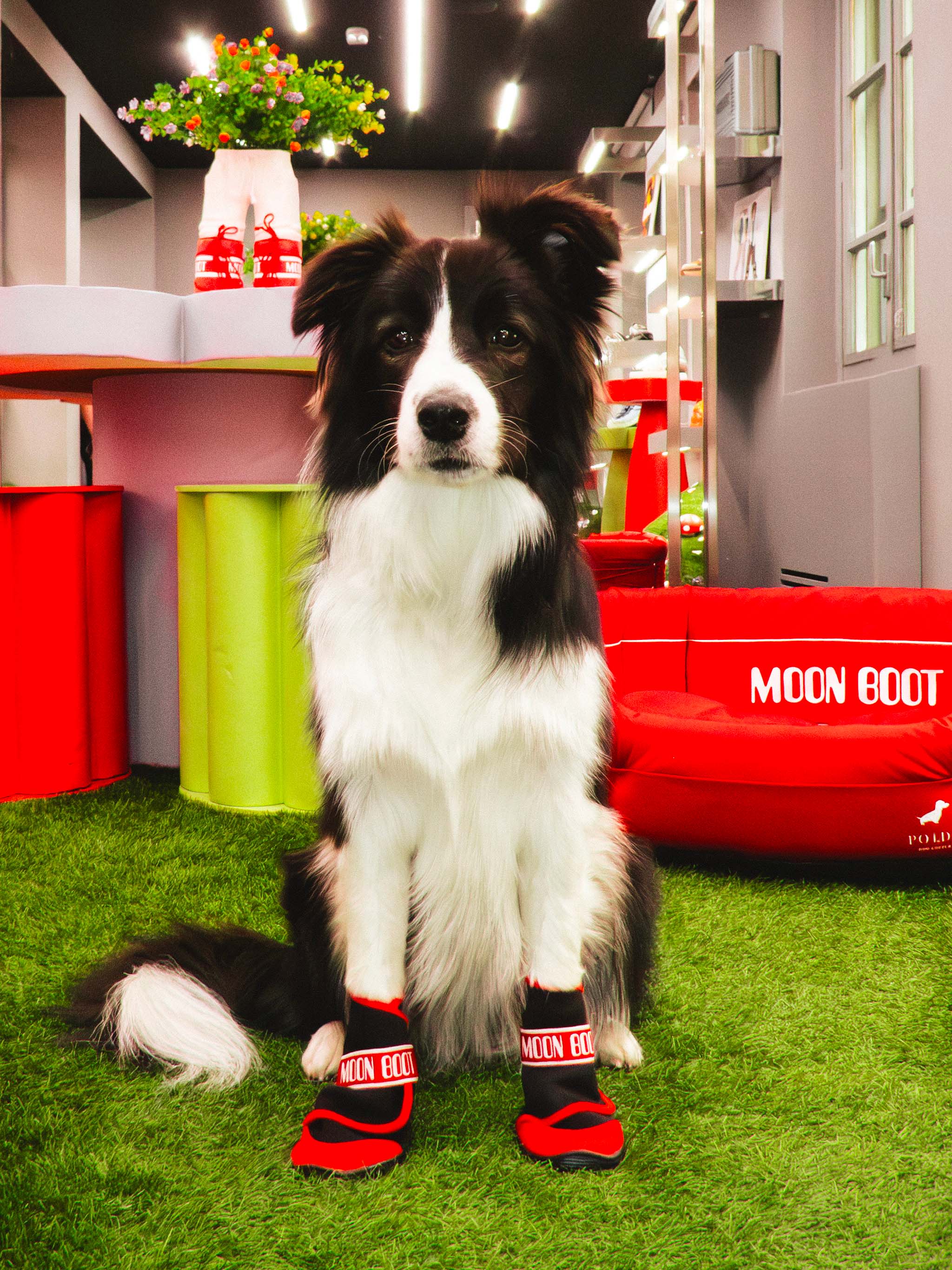 MOON BOOT X POLDO DOG COUTURE STIVALI ROSSI PER CANI image number 7