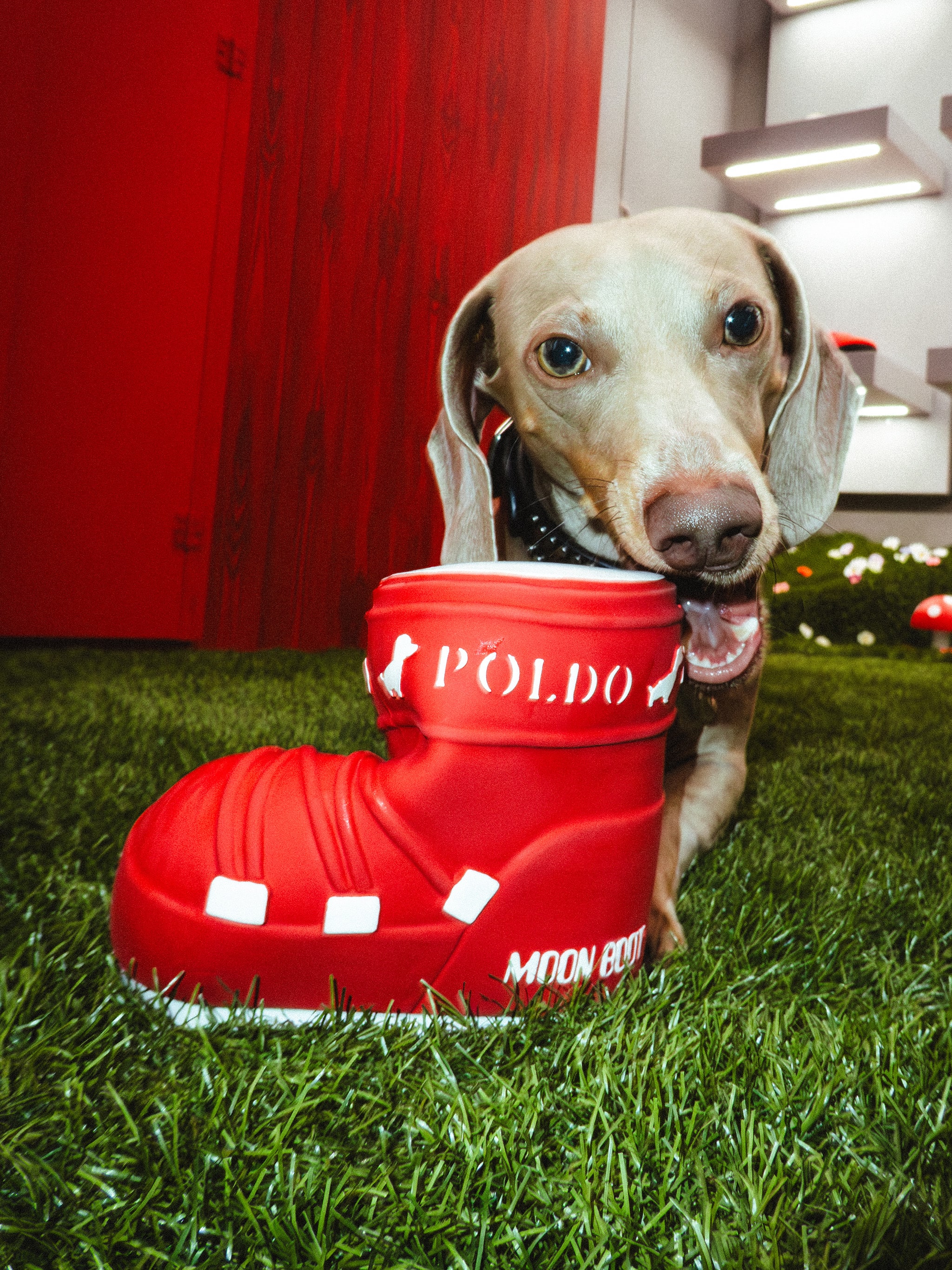 JOUET POUR CHIEN MOON BOOT X POLDO DOG COUTURE ROUGE image number 3