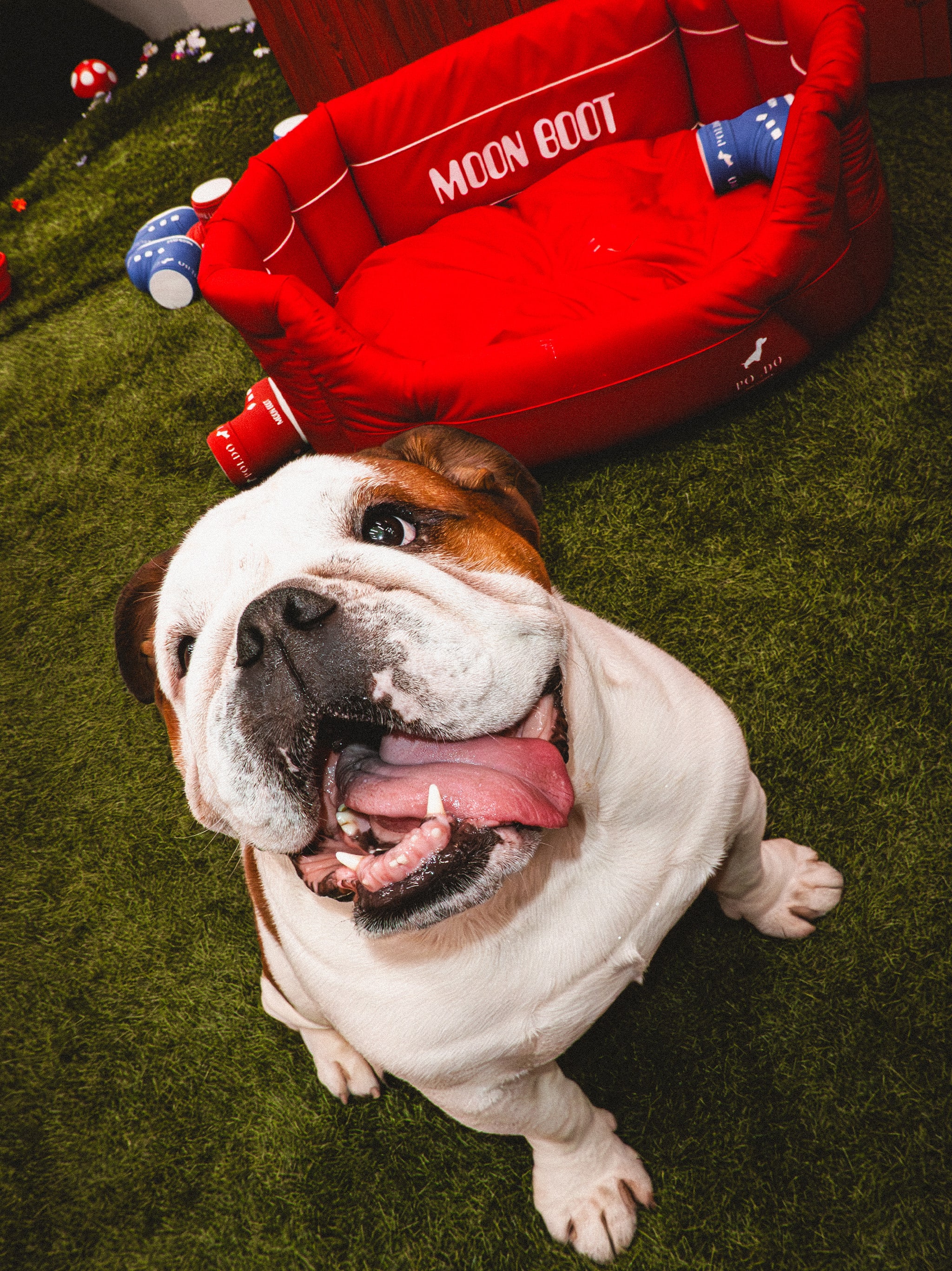 MOON BOOT X POLDO DOG COUTURE CAMA ACOLCHADA ROJA PARA PERROS image number 6